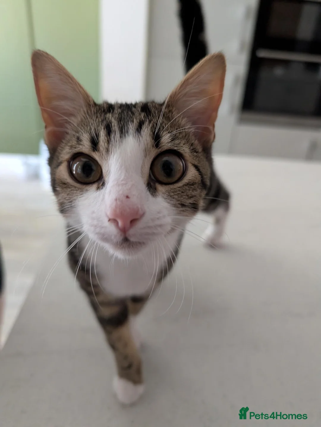 Mixed Breed cats for sale: 17 week old Goose is looking for his forever home - Advert 2