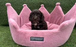 Cockapoo dogs for sale: ⭐️ Stunning Rare Coloured F1 Miniature Cockpoos ⭐️ - Image 33