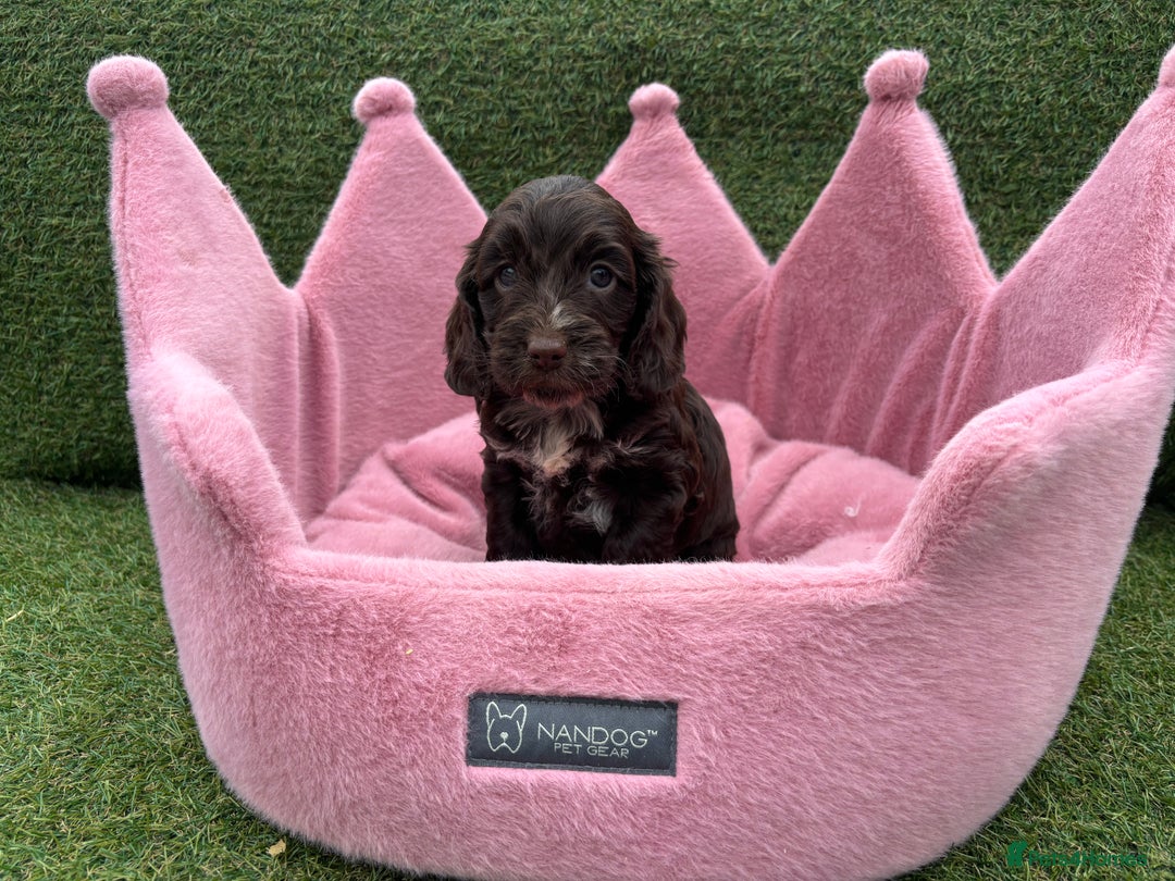 Cockapoo dogs for sale: ⭐️ Stunning Rare Coloured F1 Miniature Cockpoos ⭐️ - Image 33