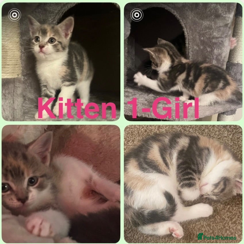 Mixed Breed cats Adorable mix colour kittens. - Advert 18