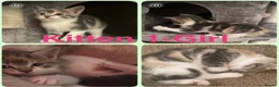 Mixed Breed cats for sale: Adorable mix colour kittens.  Ready now. - Advert 7