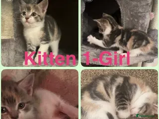Mixed Breed cats Adorable mix colour kittens. - Advert 18