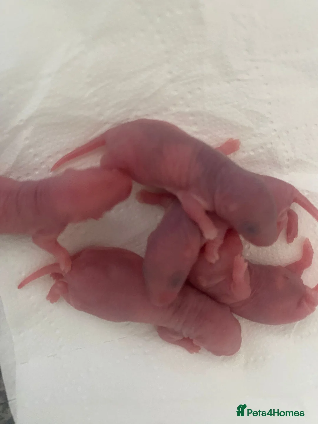 Rat rodents for sale: Baby rats ready beginning of August  - Advert 5