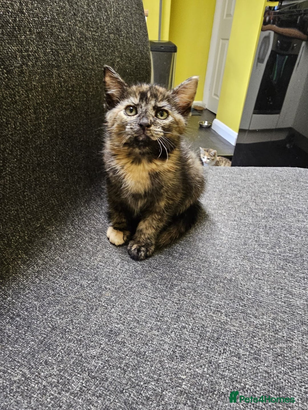 British Shorthair cats for sale: 🐱Four  Sisters Looking for Their Forever Homes!  - Image 21