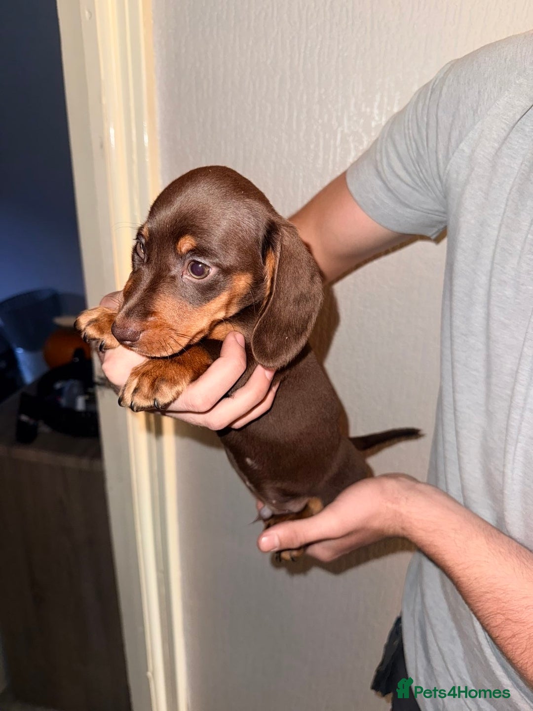 Miniature Dachshund dogs for sale: Miniature dachshunds for sale  - Advert 3