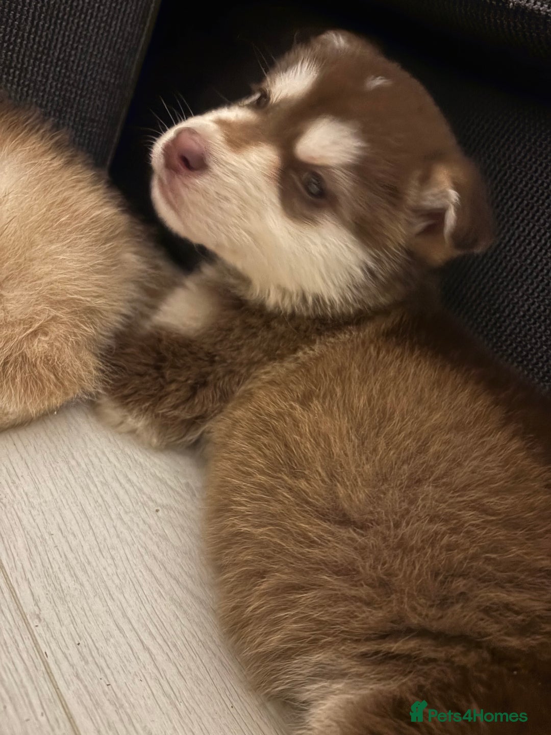 Mixed Breed dogs for sale: Dakota and Akila - Advert 15