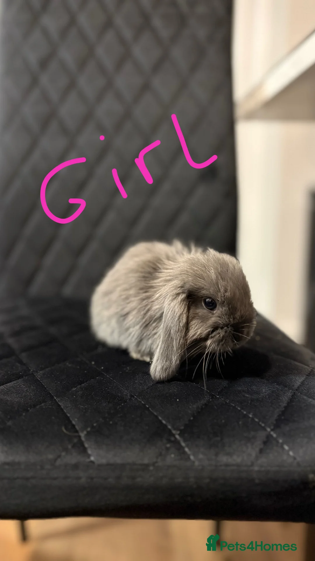 Mini Lop rabbits for sale: Mini lops  - Advert 2