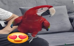 Budgerigars birds for sale: Super silly tame green wing macaw  - Image 1