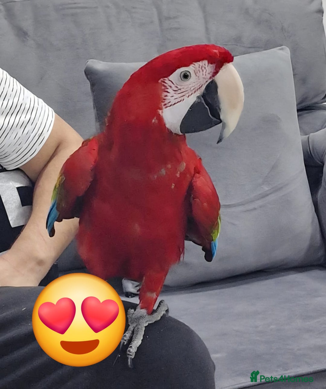 Budgerigars birds for sale: Super silly tame green wing macaw  - Image 1