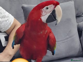 Budgerigars birds - Advert 1