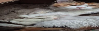 Maine Coon 1