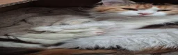 Maine Coon cats for sale: Tica Registered Kittens - Advert 6