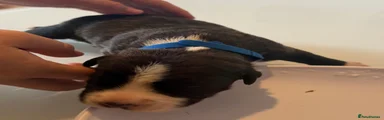 Male blue collar 