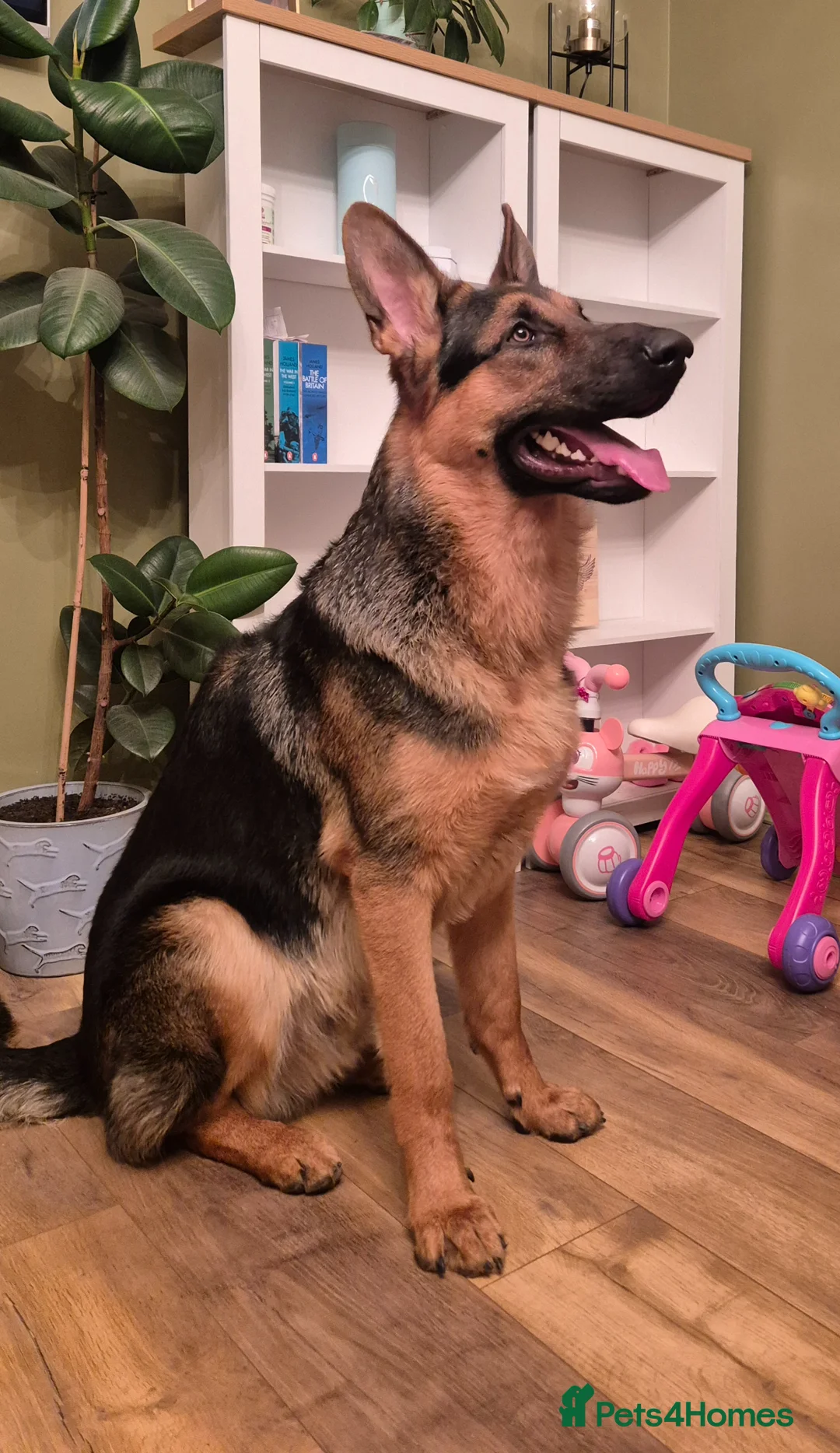 German Shepherd dogs for sale: German Shepherd  in Brechin - Advert 2