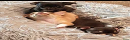 Chihuahua dogs for sale: Beautiful Chihuahua Puppies – Ready 20 November in Kenilworth - Advert 5