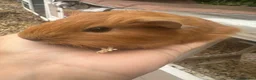 Guinea Pig rodents for sale: Baby Guinea Pig’s For Sale in King's Lynn - Advert 3