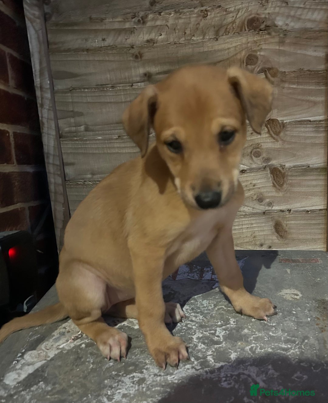 Lurcher dogs for sale: Beautiful litter of Lurcher puppies  - Advert 3
