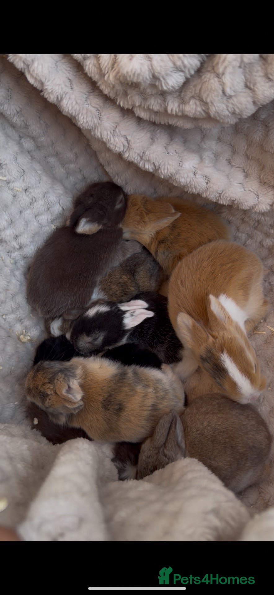 French Lop rabbits French lop kits - Advert 1