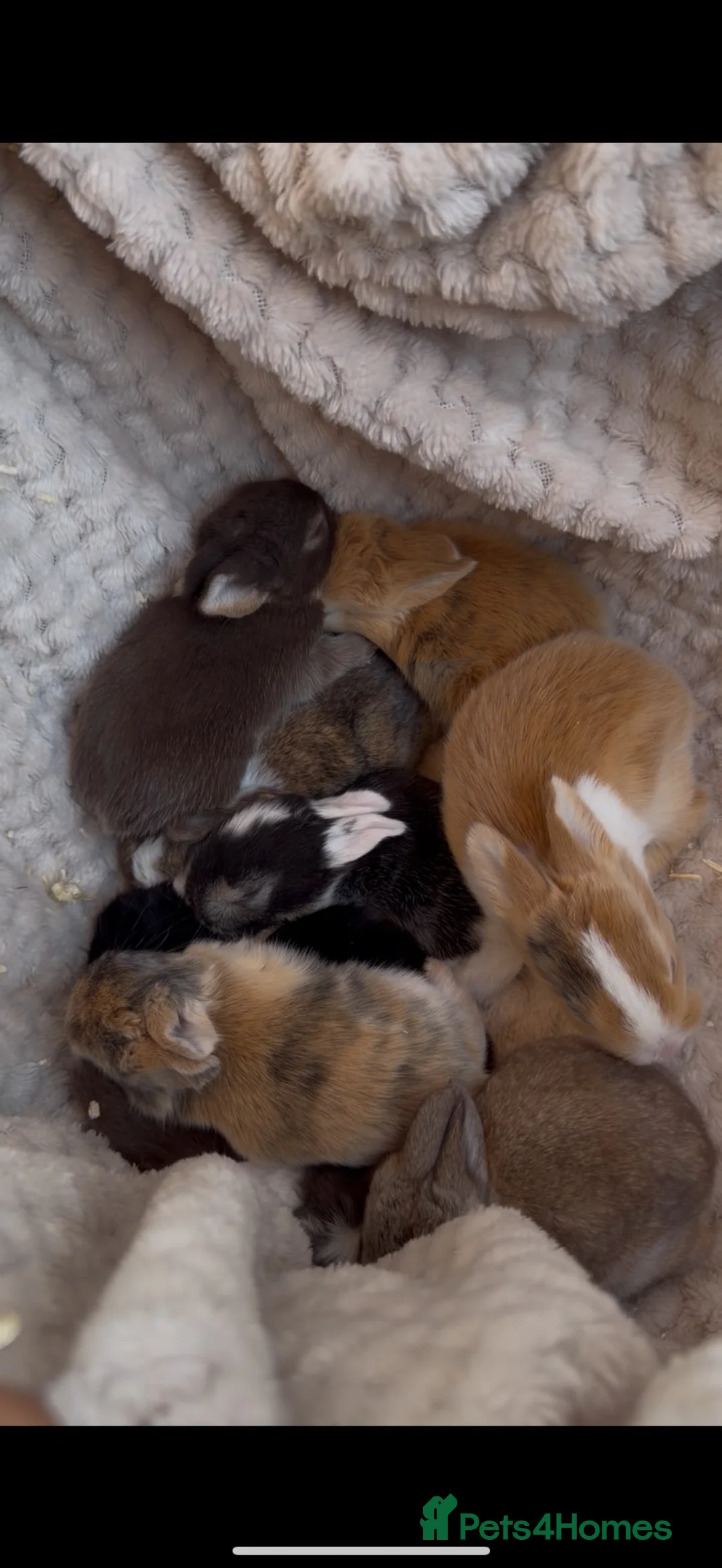 French Lop rabbits for sale: French lop kits - Advert 1