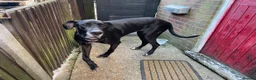 Great Dane dogs for sale: Female Great Dane Belle  in Dover - Advert 2