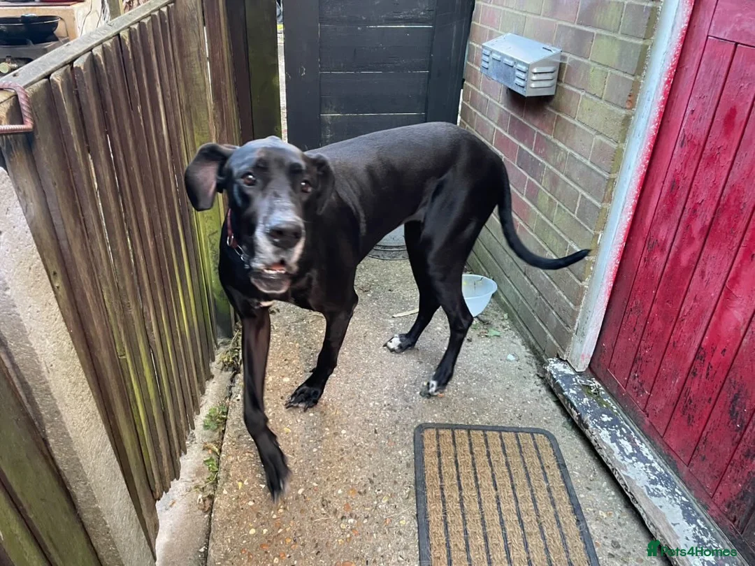Great Dane dogs for sale: Female Great Dane Belle  in Dover - Advert 2