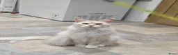 Maine Coon cats for sale: Maine coon kittens in Immingham - Advert 11