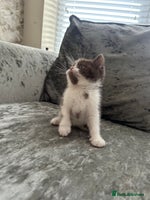 British Shorthair cats - Advert 1