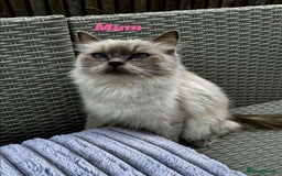 Ragdoll cats for sale: 4 ragdoll Kittens – Ready for Their New Homes - Image 3