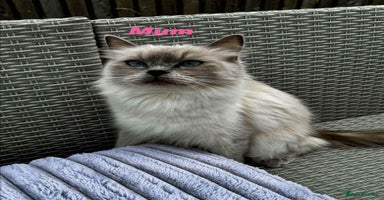 Ragdoll cats - Advert 8