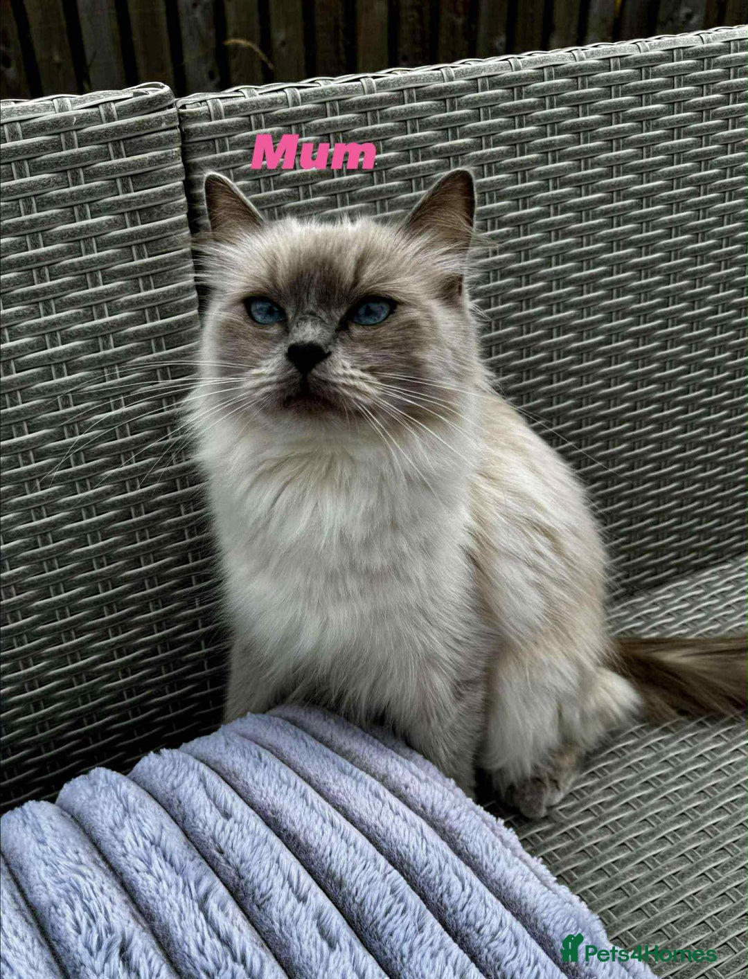 Ragdoll cats for sale: 4 ragdoll Kittens – Ready for Their New Homes - Image 3