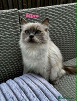 Ragdoll cats - Advert 11