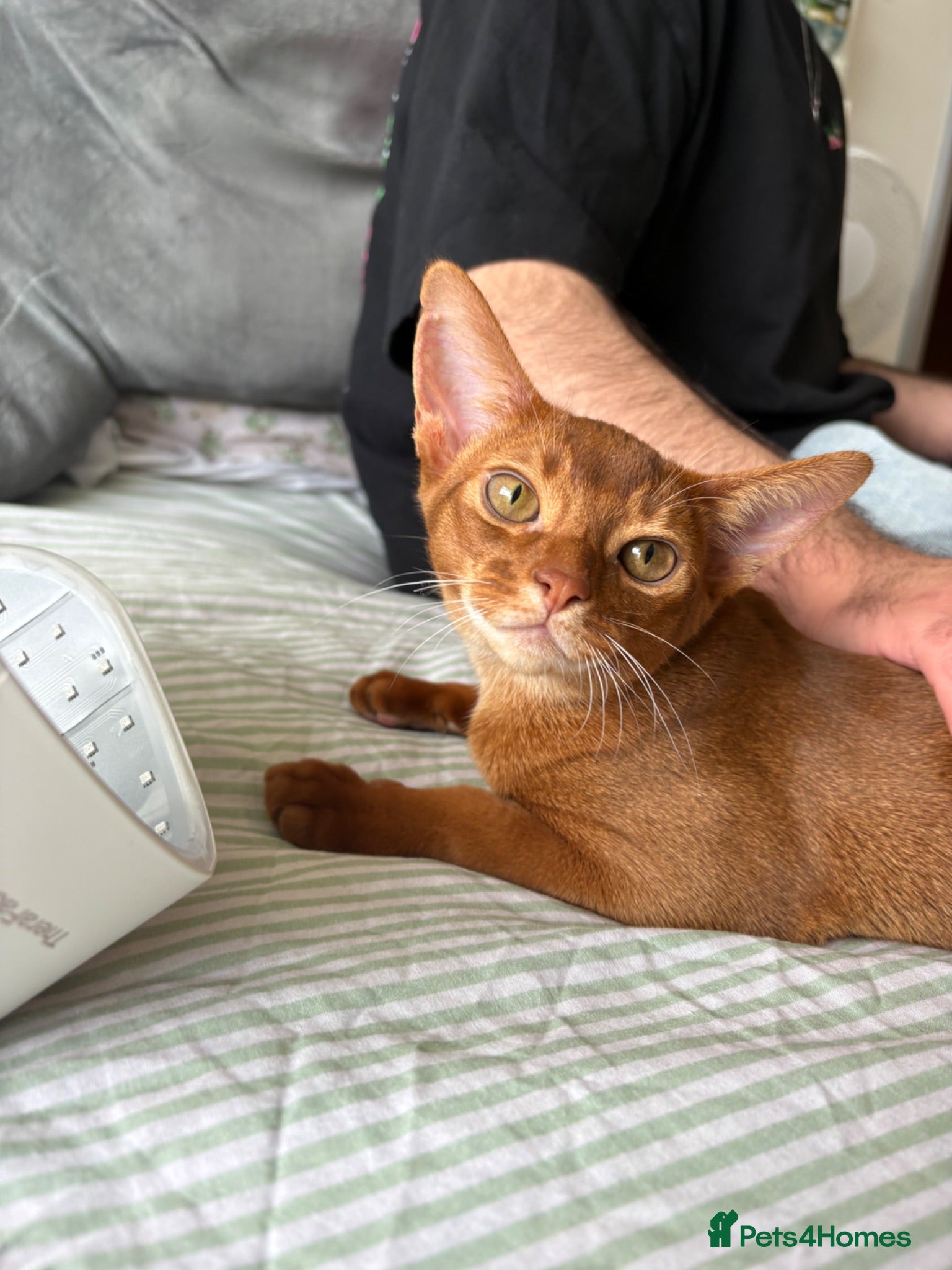 Abyssinian cats Pedigree Abyssinian boy for sale  - Advert 2