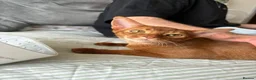 Abyssinian cats for sale: Pedigree Abyssinian boy for sale  - Advert 2