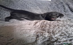 Labrador Retriever dogs for sale: Beautiful black lab pups KC Reg - Image 4