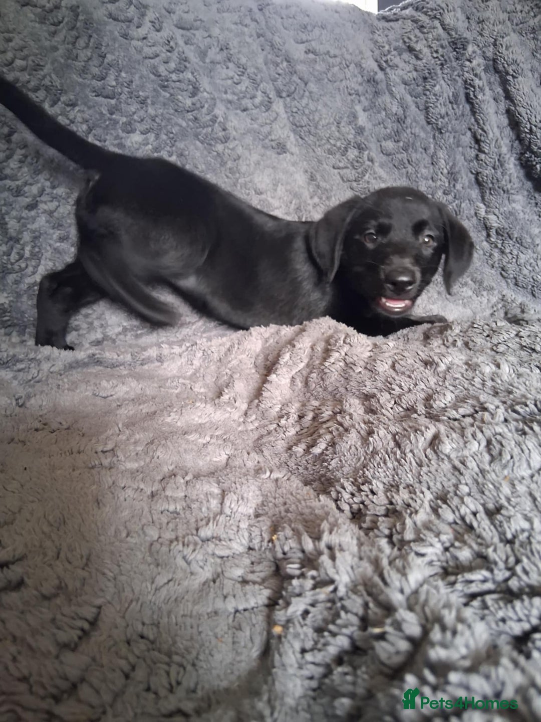 Labrador Retriever dogs for sale: Beautiful black lab pups KC Reg - Image 4