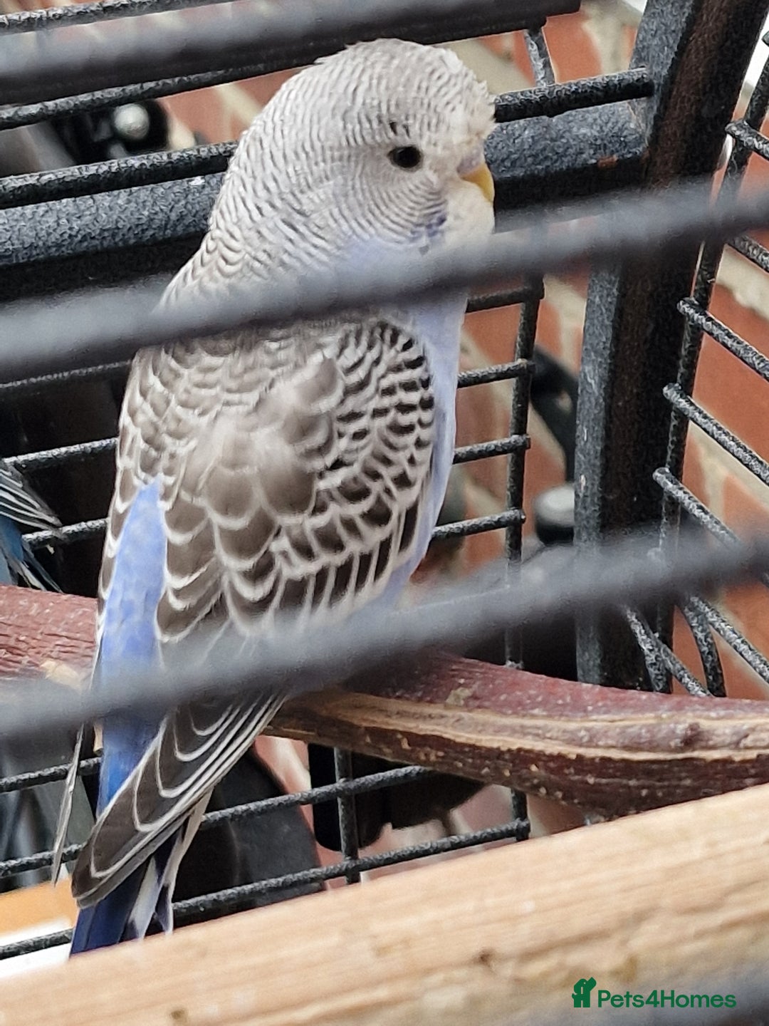 Budgerigars birds for sale: baby budgerigar - Image 5