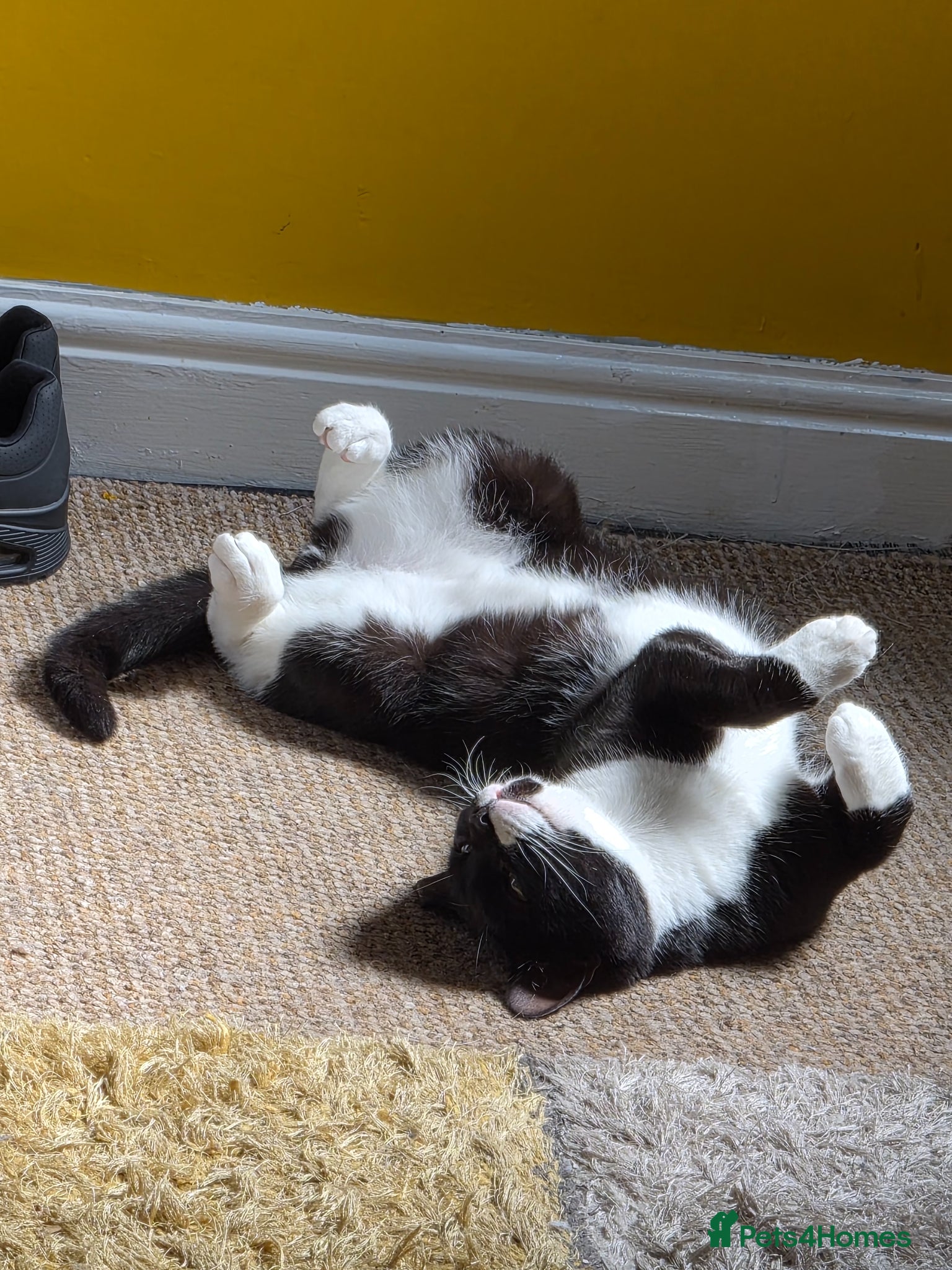 Mixed Breed cats 2 Year old Neutered Male  - Advert 1