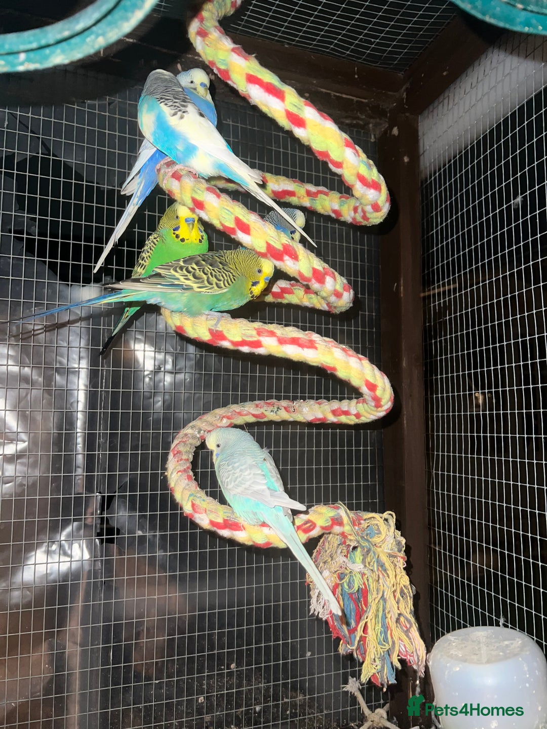 Mixed Breed birds for sale: Canaries, cockatiels budgies - Advert 7