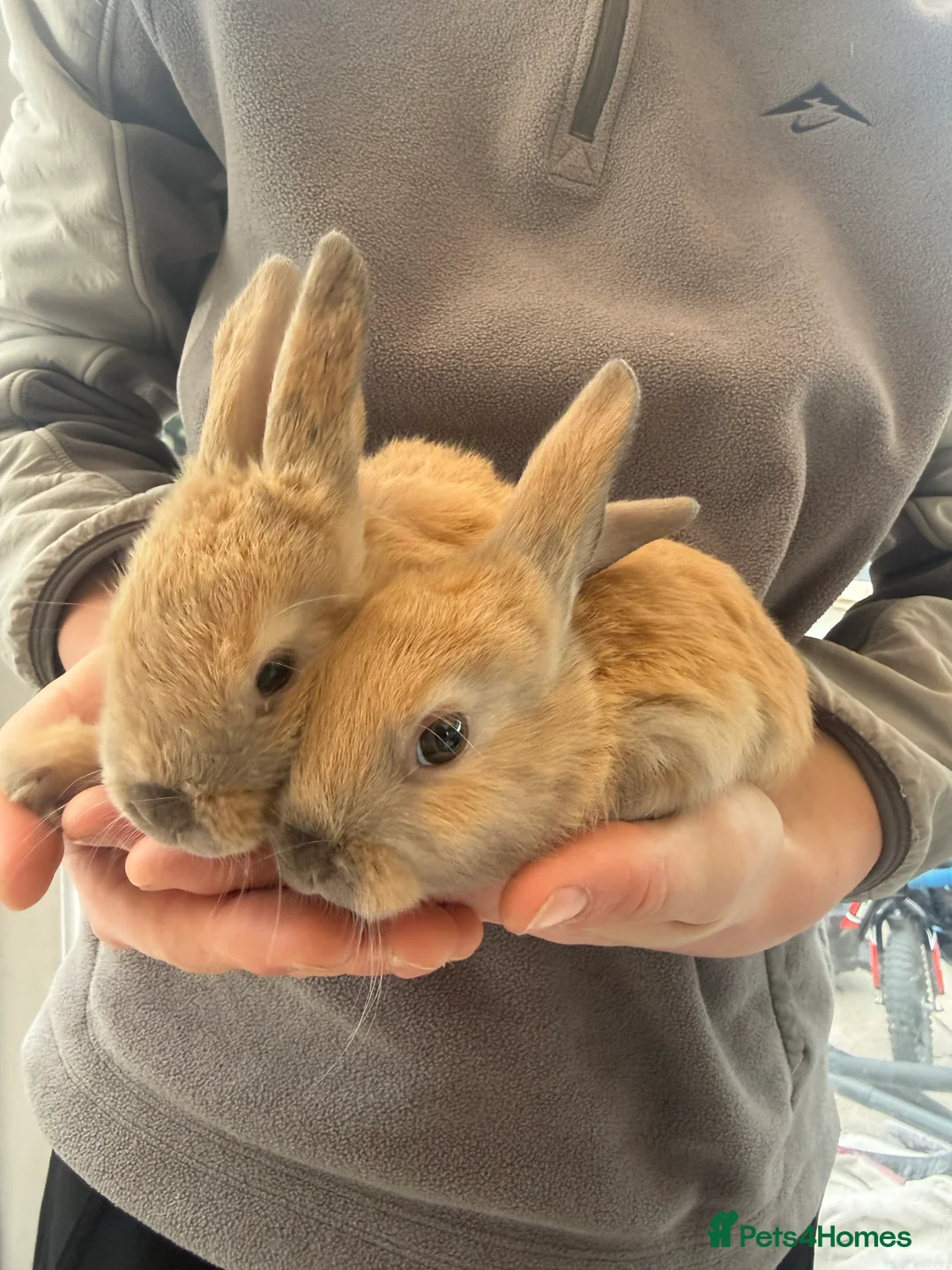 Mini Lop rabbits for sale: Mini Lop - Advert 1