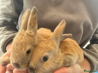 Mini Lop rabbits Mini Lop - Advert 15