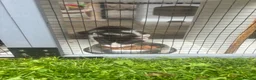 Mixed Breed cats for sale: 3 male kittens - Advert 4