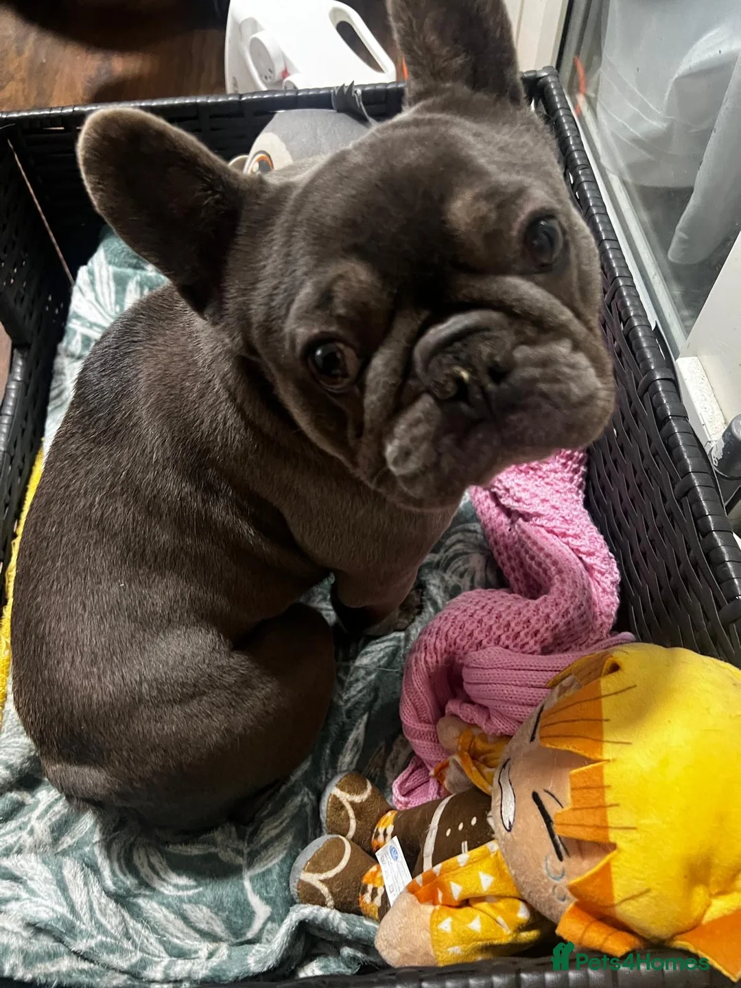 French Bulldog dogs for sale: French BullDog in Coventry - Advert 3