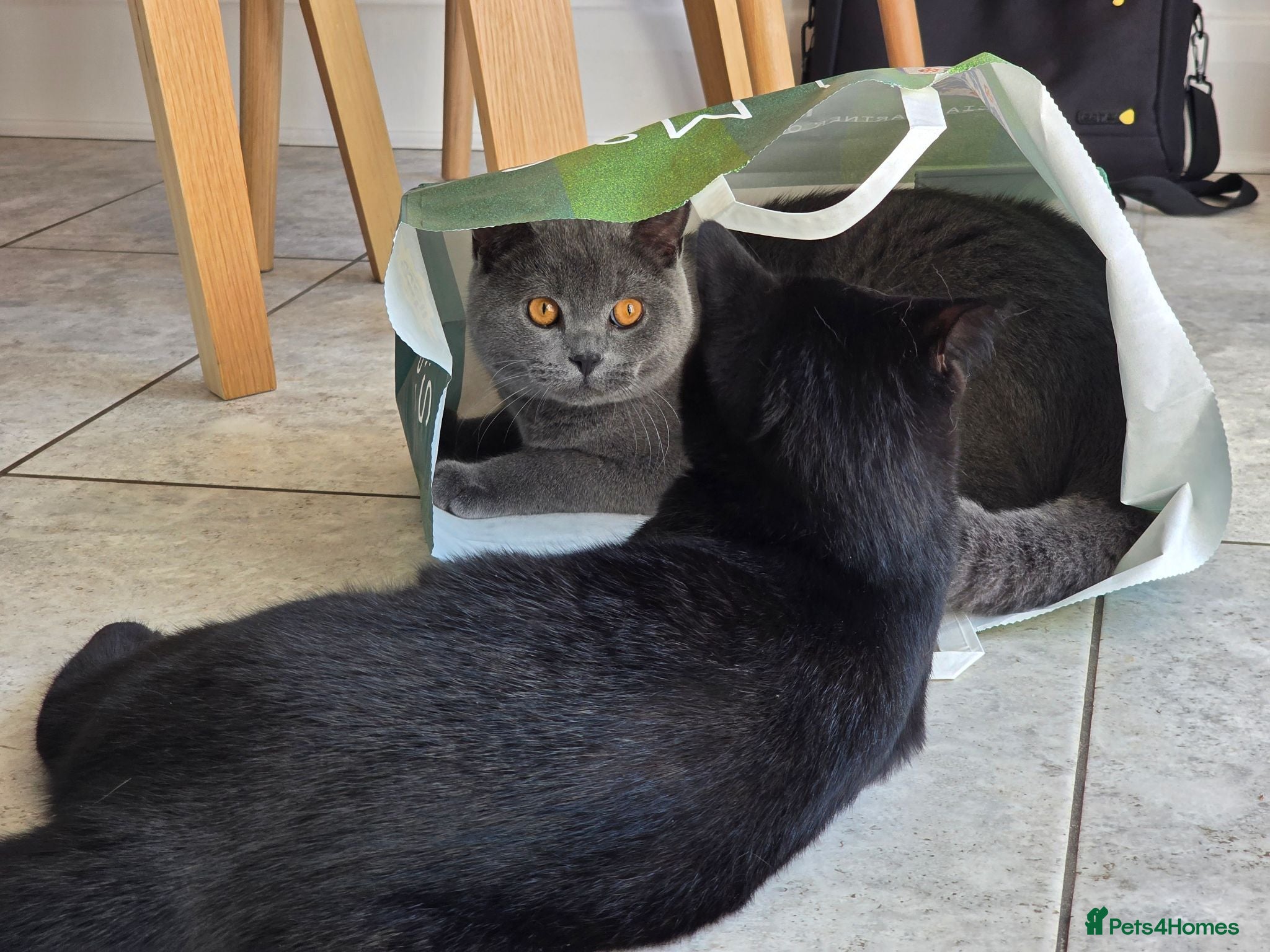 British Shorthair cats Two Beautiful British Shorthairs - Advert 1