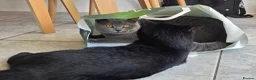 British Shorthair cats for sale: Two Beautiful British Shorthairs - Advert 7