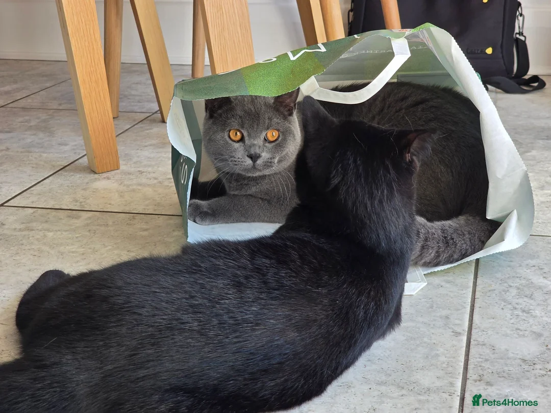 British Shorthair cats for sale: Two Beautiful British Shorthairs - Advert 7