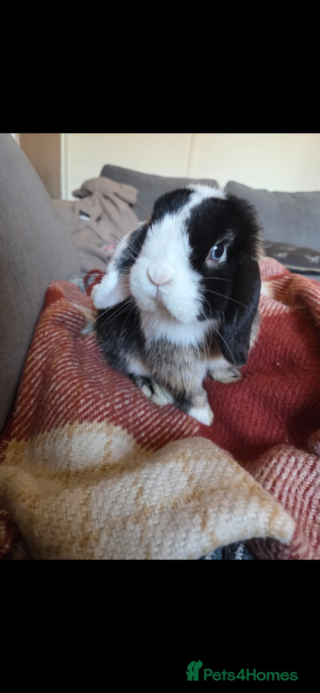 Mini Lop rabbits for sale: Boy minilop with blue eyes  - Advert 1