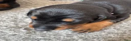 Dobermann dogs for sale: 3 chunky Dobermans puppies  - Advert 19