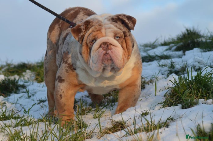 English Bulldog dogs in Spalding - Advert 1