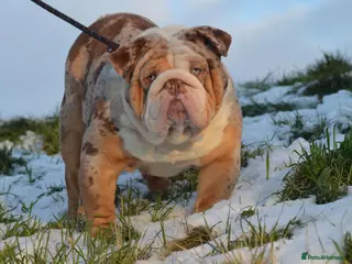 English Bulldog dogs Heavy set BRITISH BULLDOG in Spalding - Advert 3