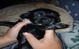 Sprocker dogs for sale: Beautiful sproker pups  - Image 1